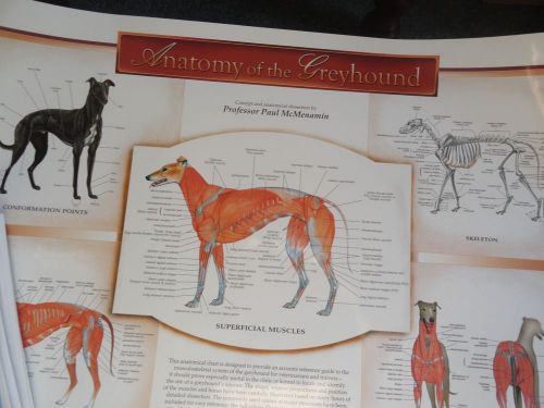 Canine anatomy of the grayhound wall chart  #x103 dog for sale