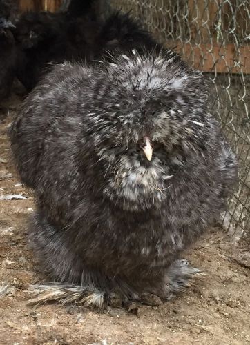 Cuckoo Bearded Silkie Chicken Hatching Eggs NPIP 12+