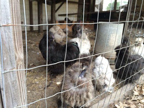 12++++blue / Splash  Silkie Show Girls Hatching Eggs