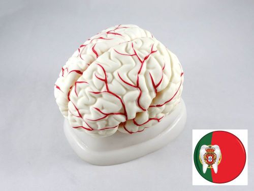 Professional Medical Educational Anatomic model Brain w/ Arteries IT-047 ARTMED