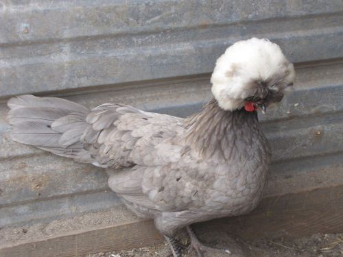 1 HATCHING EGGS, MARAN, MUSCOVY,SILKIE, POLISH, GUINEA, ROYAL PALM, SHOW GIRL