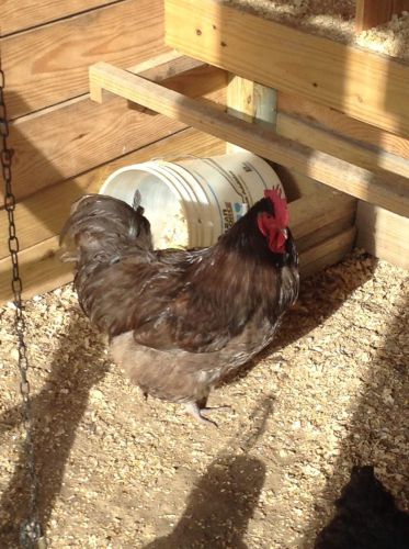 Chocolate Orpington, Chocolate/Buff Orpington, Choc/Buckeye 3 hatching eggs