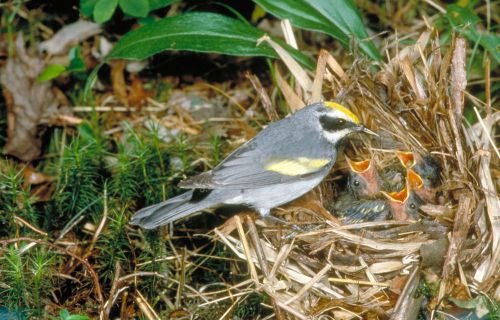 NESTING BIRDS - COREL STOCK PHOTO CD! PCD (PhotoCD)