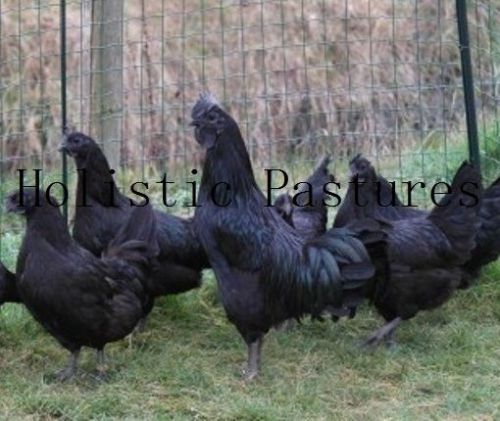 10+ UltraRare Mix Bred Fertile Eggs*Cemani, Bielefelder, Maran, Silver laced Orp