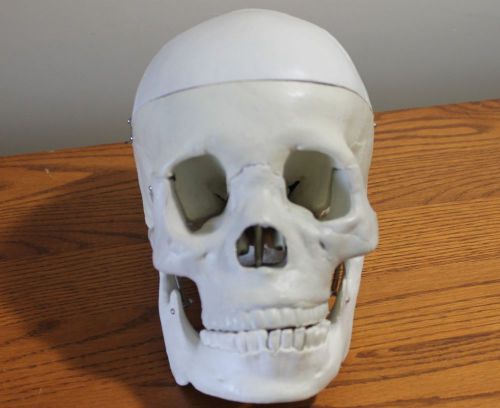 LIFE SIZE HUMAN SKELETON SKULL ANATOMICAL ANATOMY 1st QUALITY STUDY MODEL