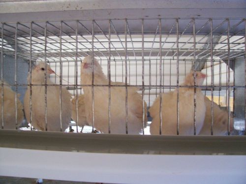 25**** NPIP CERTIFIED **JUMBO**  TEXAS A &amp; M  WHITE QUAIL HATCHING EGGS