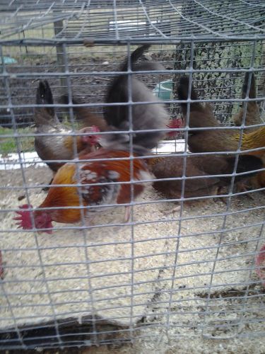 Blue red old english bantam hatching eggs