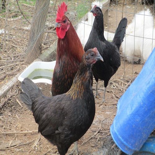 10 + Wingate Brown Red Gamefowl Hatching Eggs!!! (LOOK)