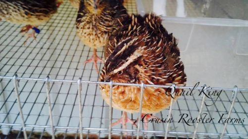 50+ james marie jumbo brown pharoah coturnix quail hatching eggs incubation npip for sale