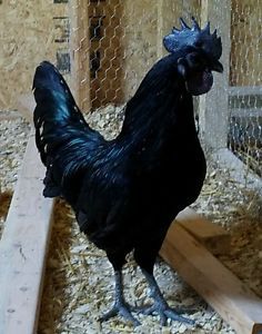 6 PURE Ayam Cemani Hatching eggs