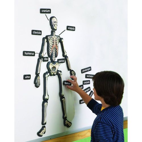 3-D Magnetic Demonstration Skeleton - 33 Magnets!