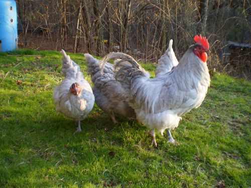 10+ RARE LAVENDER ORPINGTON PUREBRED HATCHING EGGS