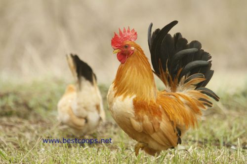 4+ Black Tail Buff Japanese Bantam Chicken Hatching Eggs