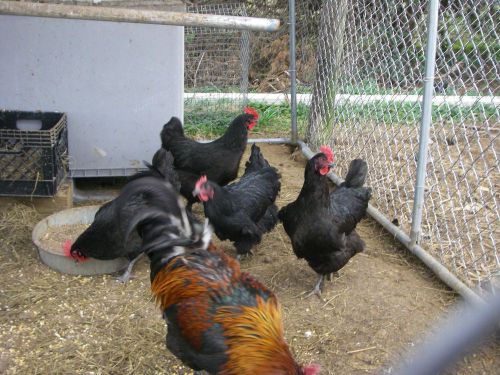 6+ Black Copper Marans CHICKEN Hatching EGGS