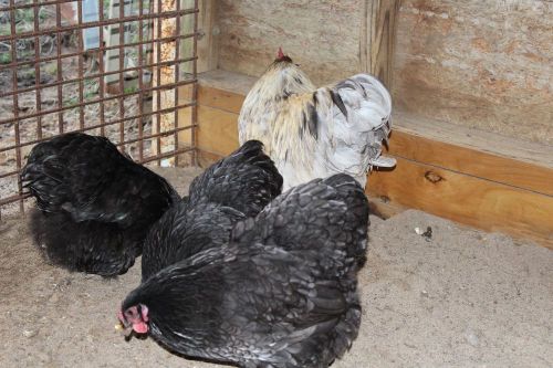 8+ BBS AND MAUVE ORPINGTON BANTAM HATCHING EGGS