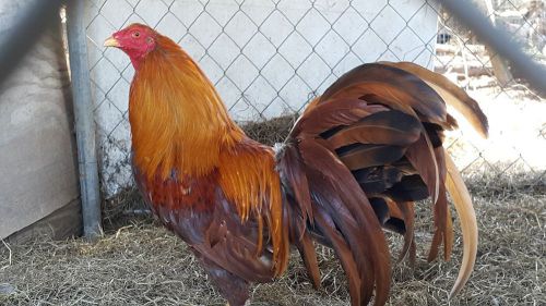 12+ Pumpkin Hulsey Gamefowl Hatching Eggs