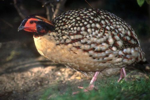 2 Cabot Tragopan Eggs! Pheasants