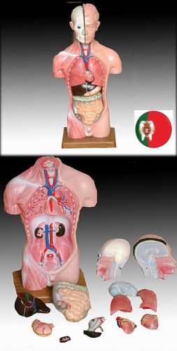 Professional medical anatomic model male torso 13 parts 42cm 17&#034; it-032 artmed for sale