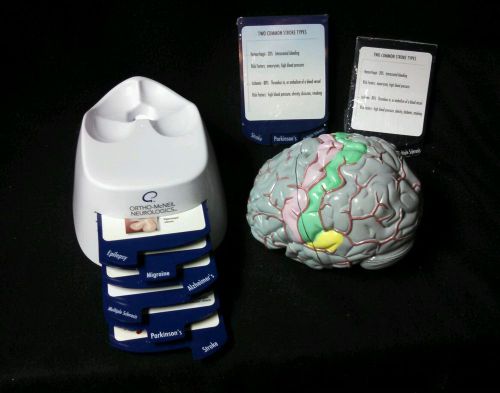 Functional Brain with Arteries Pathology Anatomy Anatomical Teaching Model