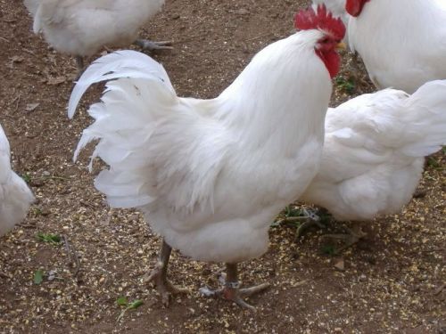 6+ FERTILE JERSEY GIANT PLYMOUTH BARRED ROCK CHICKEN EGGS