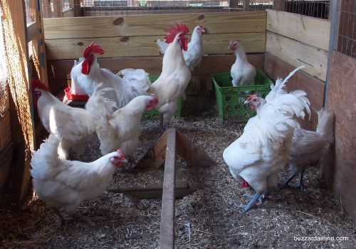 8+ White American Bresse Chickens ( Greenfire Lines ) NPIP Ga