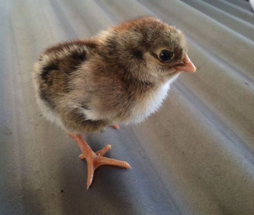 Barnyard mix hatching eggs