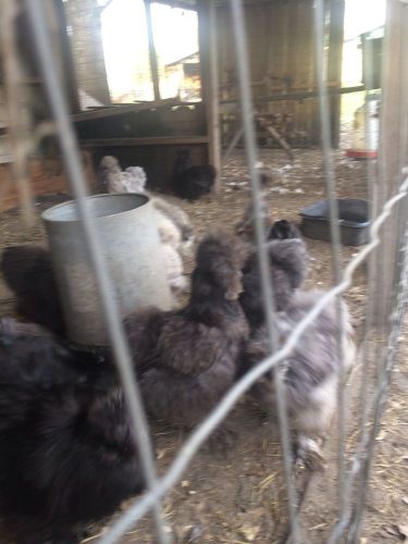 Silkie Show Girls White 10++ Hatching Eggs