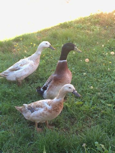 8 + Welsh Harlequin Fertile Duck Hatching Eggs