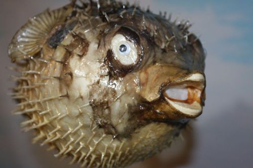 (1)pc,8&#034;,SEAFOOD RESTAURANT DECOR, PORCUPINE FISH, PRESERVED PORCUPINE FISH