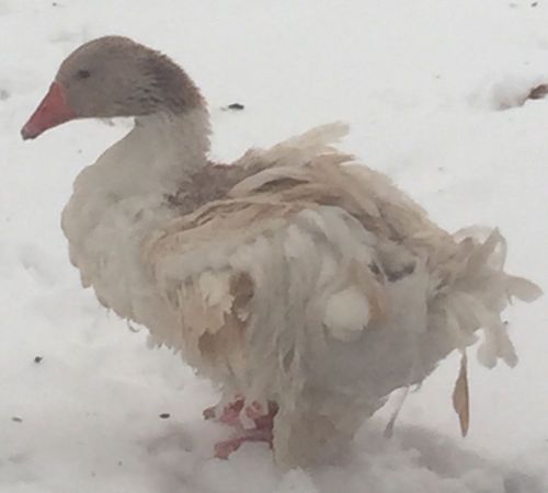 5+ sebastopol geese hatching eggs for sale