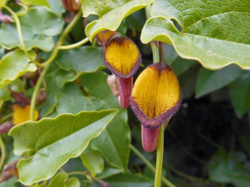 Fresh premium aristolochia &#034;semperuirens&#034; (dutchman&#039;s pipe)(10 seeds) wow!, l@@k for sale