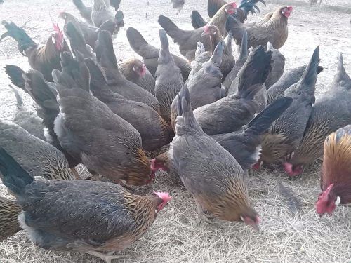 24 **DANISH BROWN LEGHORN ** HATCHING EGGS** NPIP inspected and approved