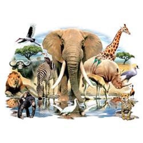 African Oasis Animal HEAT PRESS TRANSFER For T Shirt Sweatshirt Fabric Tote 269b