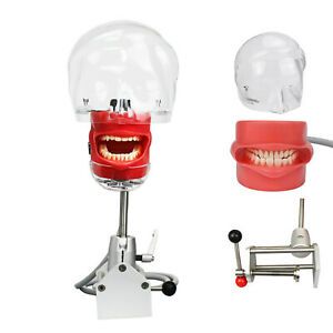 Dentist Education Device Plastic Dental Teeth Model Manikin Phantom Head Models