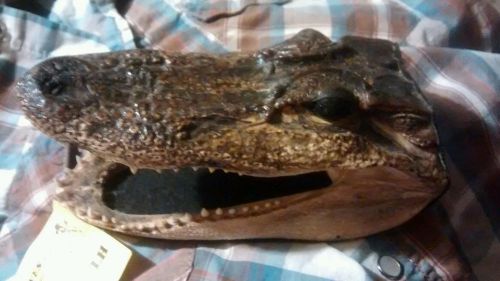 Large Aligator Head