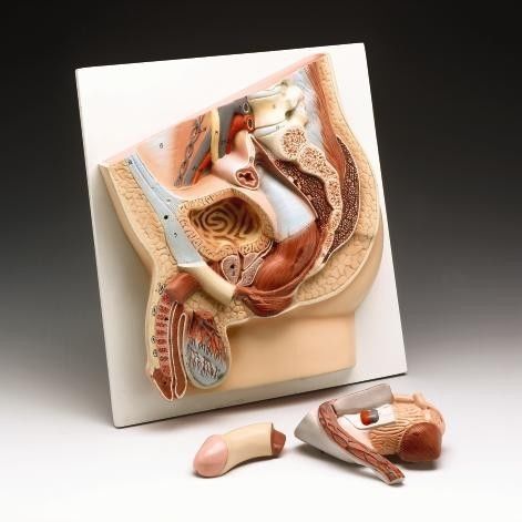 Male Pelvis Cross Section Professional Anatomical Model LFA # 2808