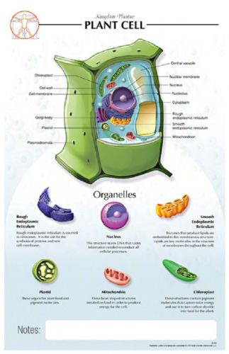 11 x 17 post-it - plant cell poster - biological chart for sale