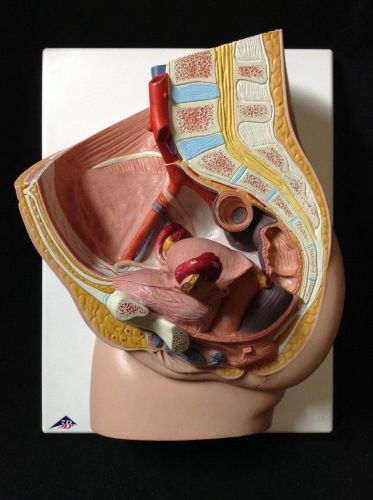 3B Scientific - H10 Female Pelvis Anatomical Model, 2 part (H 10)