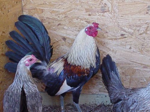 (8+) Tornado Gray Game Fowl Hatching Eggs