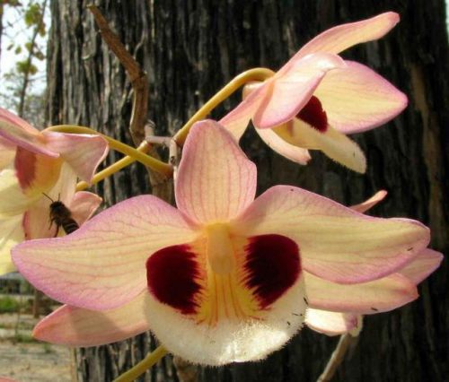 Fresh Genuine Dendrobium &#034;pulchellum&#034; Orchid (20+ Premium Seeds) WOW, L@@K!!!!!