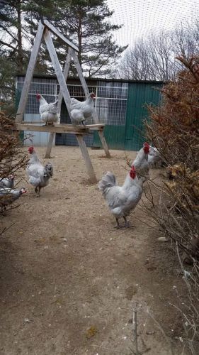 6++very rare english lavender orphington hatching eggs chicken hatching eggs