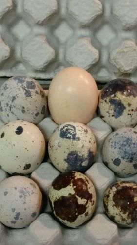 Extra large jumbo quail pheasant chukar hatching eggs