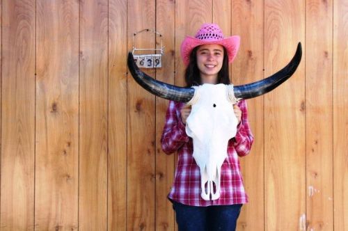 Steer skull long horns 2&#039; 5&#034; cow bull skulls horn h7639 for sale