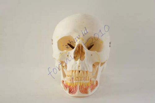RS Human Skull Anatomical Model Professional nerve study teaching dental student