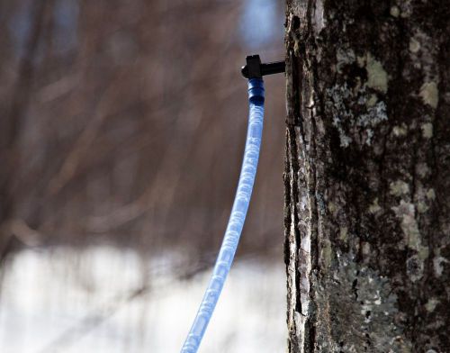 10 Maple Syrup Tap Spile Kit 10 Taps + Lines Spiles Syrup