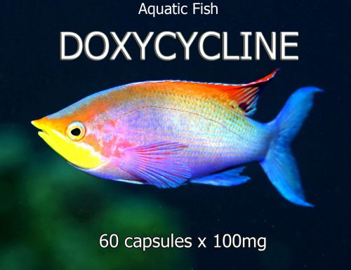 60 caps x 100mg DOXYCYCLINE AQUATIC PREMIUM GRADE AQUARIUM ANTIBIOTIC FISH