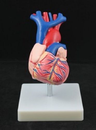Life-Size Human Heart Anatomical Model With Stand and Guide