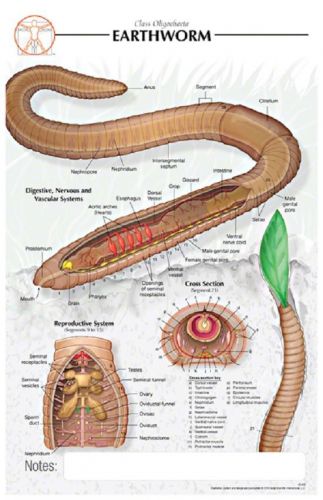 11 x 17 Post-It -Earthworm Poster - Biological Chart