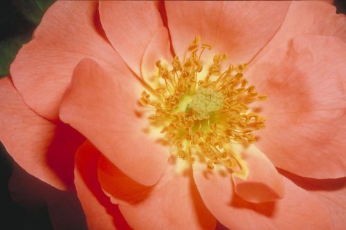 Corel Stock Photo CD Flowers Close-Up