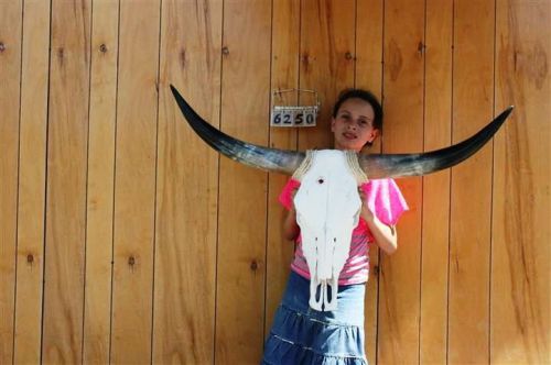 STEER SKULL AND 3&#039; 5&#034; LONG HORNS COW LONGHORNS H6250